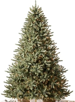 Classic Blue Spruce