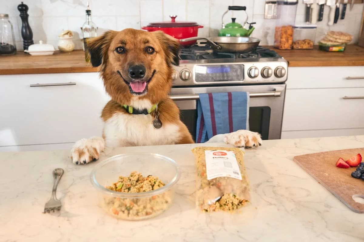 The Farmer's Dog Fresh Dog Food