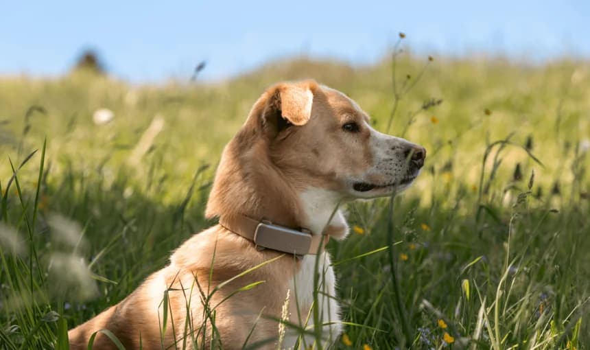 Tractive DOG 6 GPS Tracker