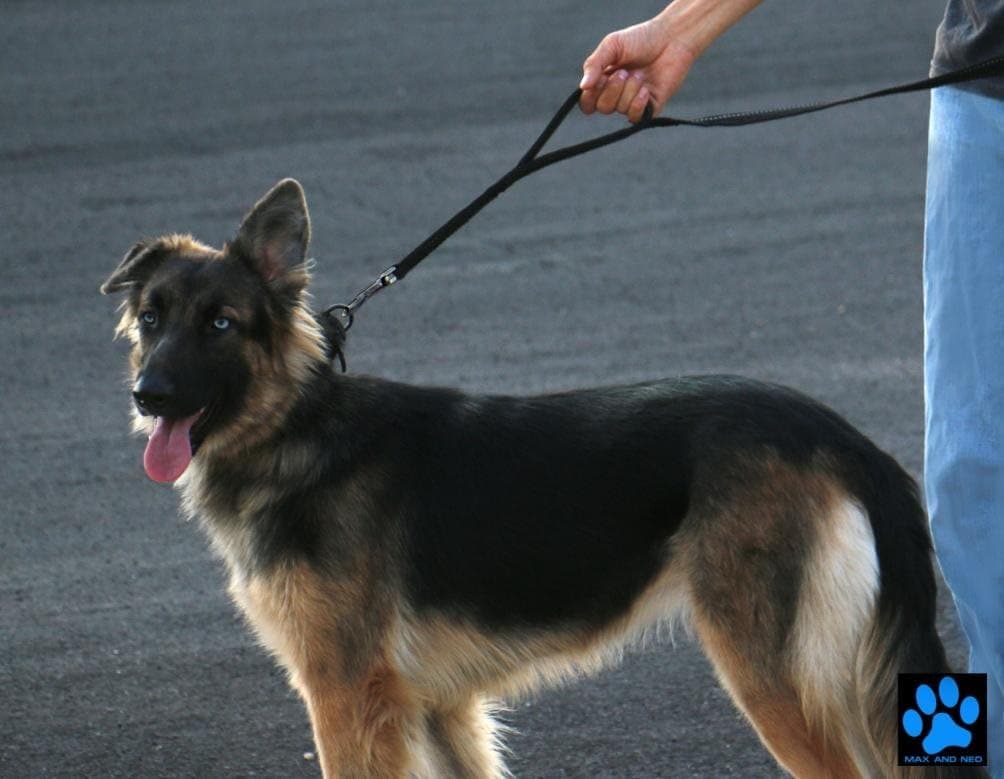 Max and Neo Double Handle Heavy Duty Reflective Leash